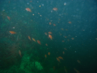 サクラダイ 9.28熱海