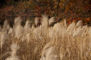 DSC_1729