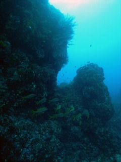 5.5hatijoujima1