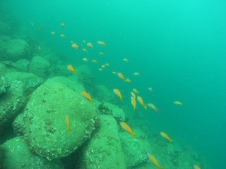 キンギョハナダイ 9.27井田