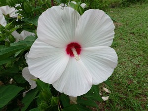 P7170065