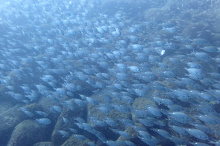 P7300026