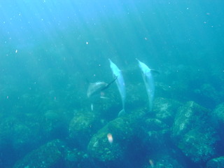 M0011718