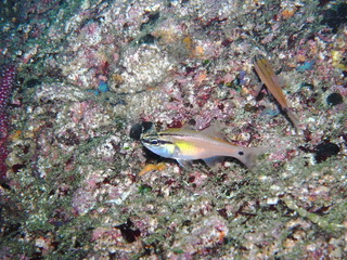 M0010623