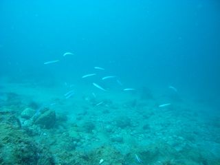 �ϥʥϥ� 8.5����