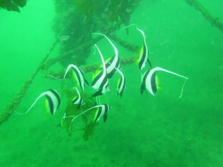 M0010611