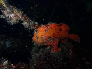 PA290109