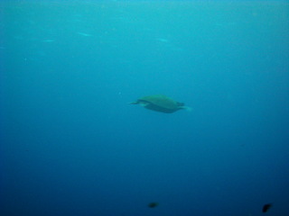 5.4hatijoujima4