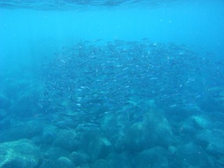 サバ 三宅島