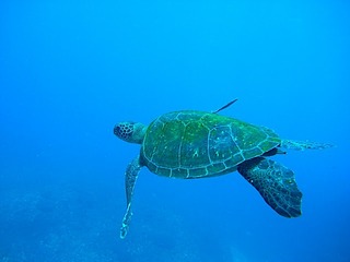 M0011581