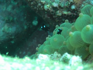 ミツボシクロスズメダイ 9.18井田