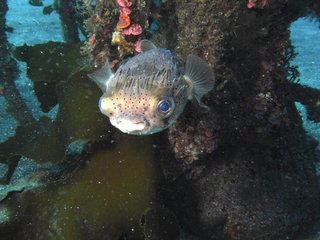 ハリセンボン 1.25真鶴