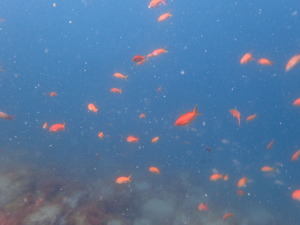 P4290046