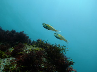 DSCF0250