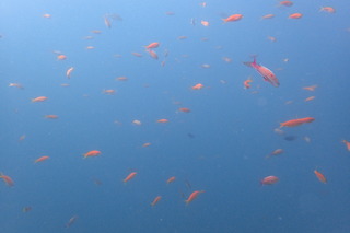 P7150042