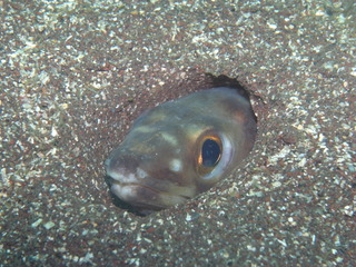 M0012594
