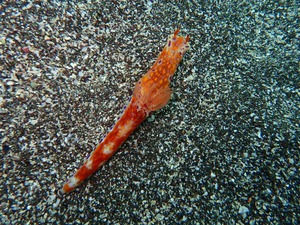 P8240291