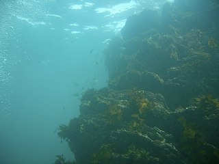 サザエ根でっかい