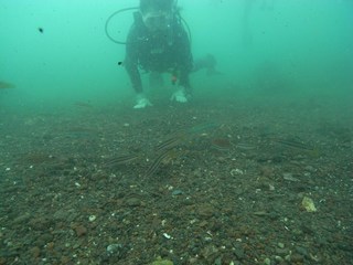 キュウセンとホウライヒメジ 10.7根府川