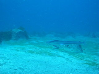 M0016053