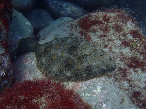 P4290099