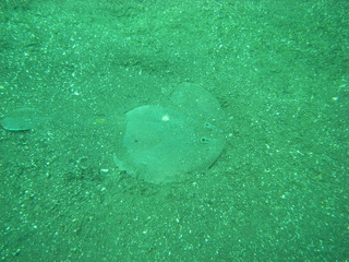 M0013512