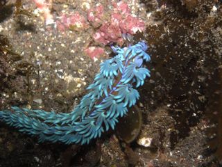 ムカデミノウミウシ