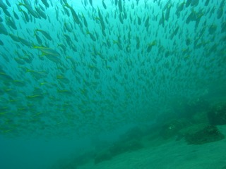 タカベ大群 10.19井田