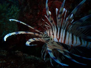 P4110088