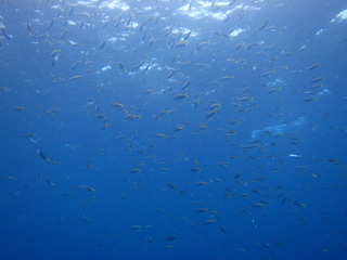 P9160283