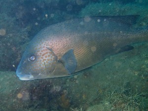 P7050073