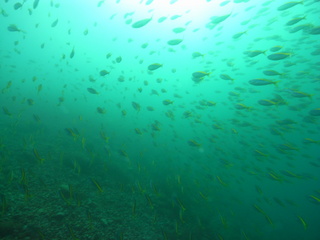 タカベ 11.22井田