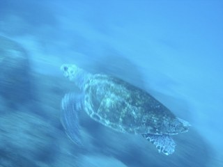 アオウミガメ