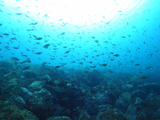 M0020183