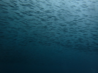 P6060017