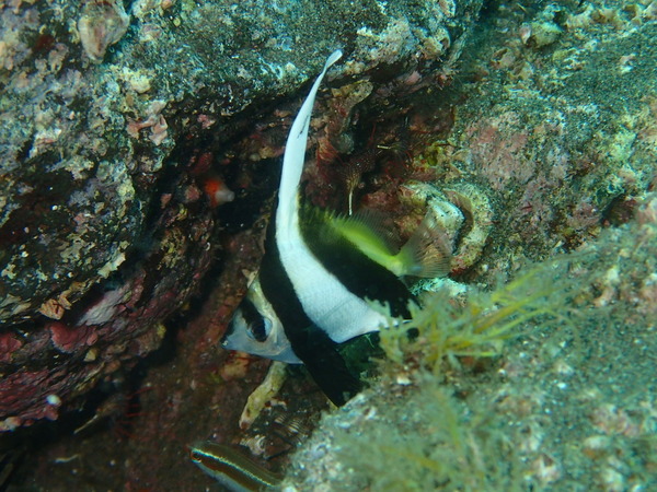 P8260050