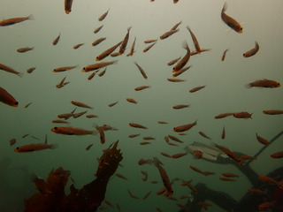 P7260124