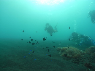 ミツボシクロスズメダイ 10.24~26三宅島