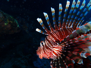 P8150536