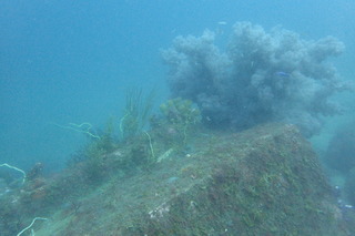 P71500102