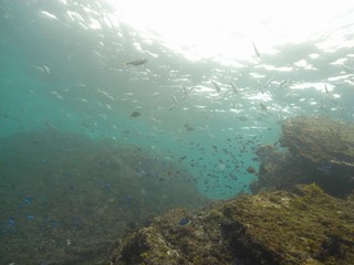 お魚いっぱいサザエ根 真鶴11.16