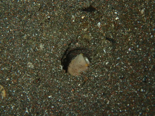 P82600072