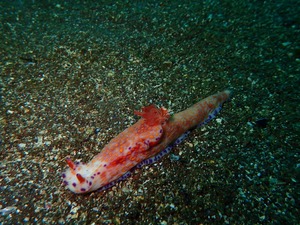 P4090052