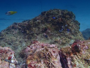 PC070008