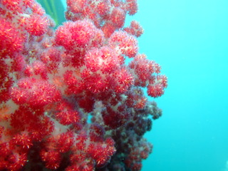 DSCF0245