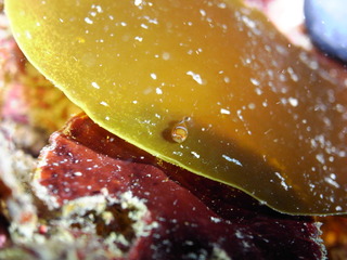 M0012799
