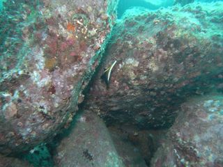 ミナミハタタテダイ 井田11.18