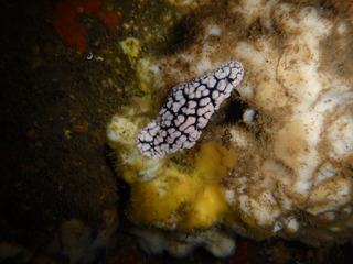 PB050044
