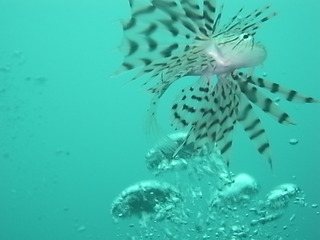 M0017534