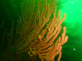 P6150518